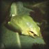 ������ ����������� Hyla arborea, ������