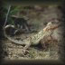 ������������� ���������� Phrynocephalus melanurus, ������