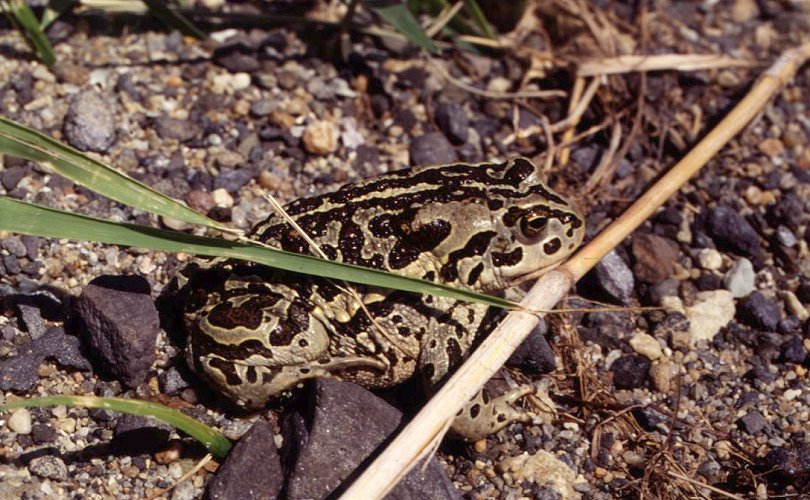 Bufo raddei, ����������� ����, ������� ����