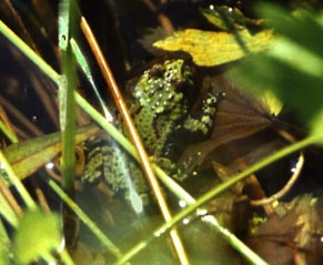 Bombina orientalis, ��������������� ��������, ������� ����