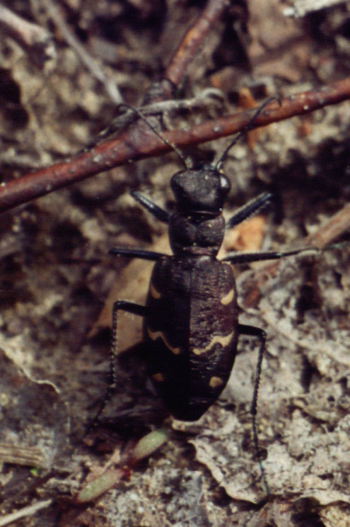 Cicindela sylvatica, ������� ����