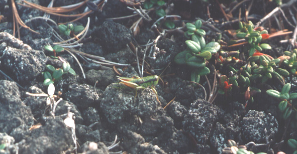 Podisma tyatiensis, ������� ����