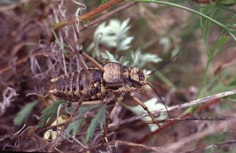 Deracantha onos, ������� ����