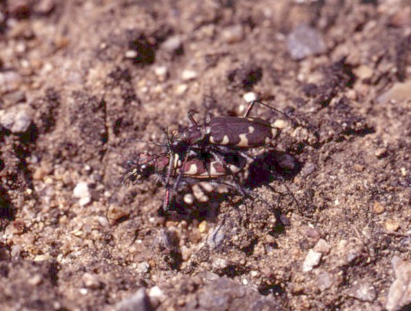 Cicindela restricta, ������� ����