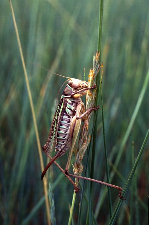 Gampsocleis sedakovii, ������� ����