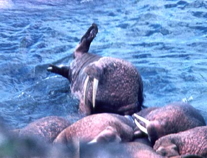 ���� Odobenus rosmarus, ������� ����