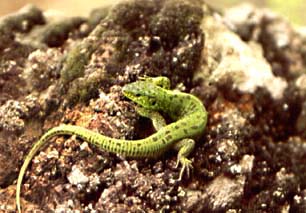 Lacerta agilis, ������� �������, ������� ����