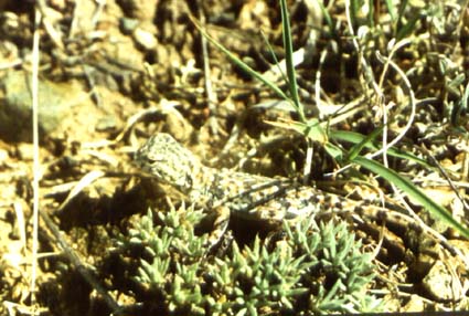 Phrynocephalus melanurus, ������� �������������, ������� ����