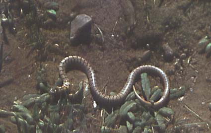 Eirenis medus, ��������� �������, ������� ����
