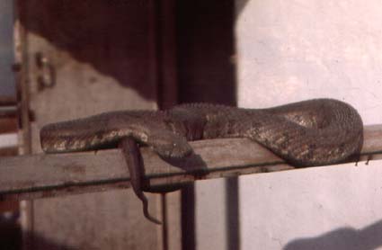 Vipera lebentina, �����, ������� ����