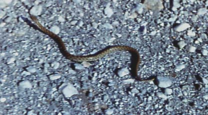 Agkistrodon halys caucasica, ���������� �����������, ������� ����