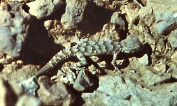 Cyrtopodion spinicauda, ������������� ���������, ������� ����