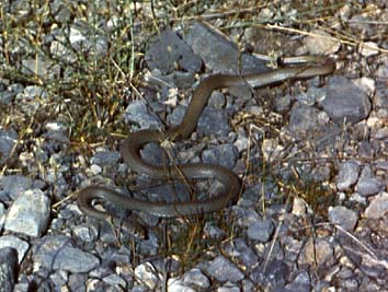 Coluber rhodorhachis, ������������� �����, ������� ����