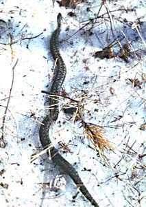 Vipera berus, ������, ������� ����