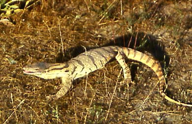 Varanus griseus, ����� �����, ������� ����