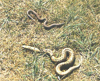 Eryx elegans, �������� �������, ������� ����