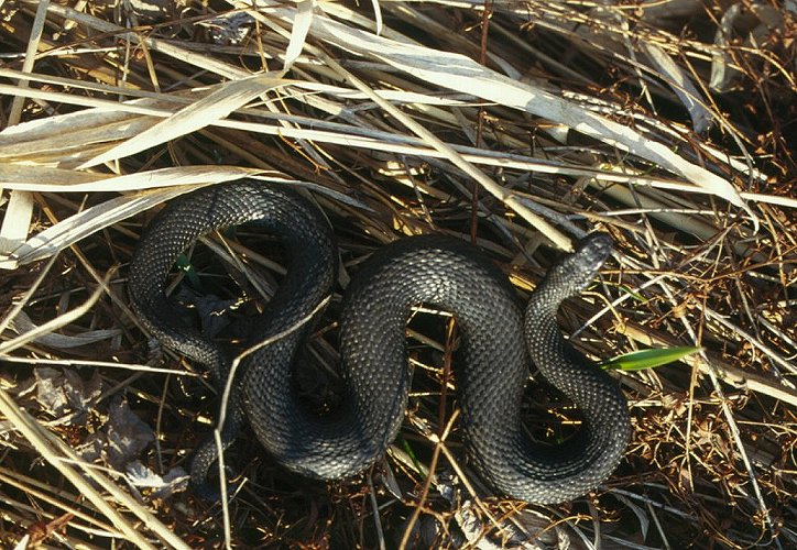 Vipera berus, ������, ������� ����