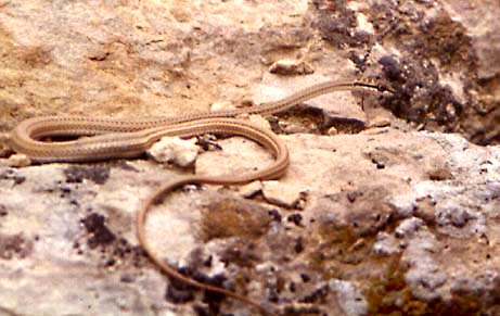 Psammophis schokari, �����, ������, �������, ��� ���� ��������, ������� ����