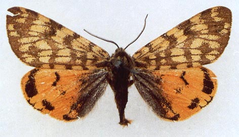 Acerbia seitzi, color image