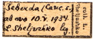 Callimorpha dominula teberdina, female labels, color image