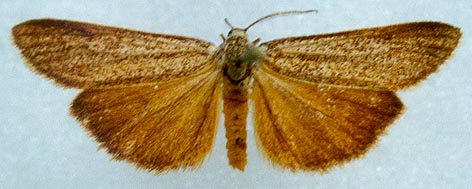 Coscinia romeii, color image