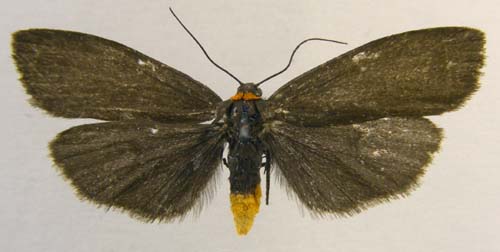 Atolmis rubricollis, male upperside, color image