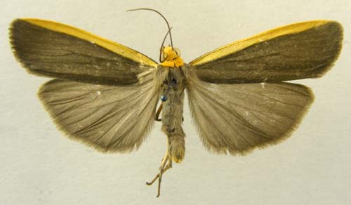 Ghoria gigantea, male upperside, color image