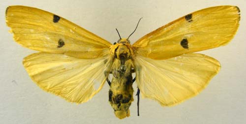 Lithosia quadra, female upperside, color image