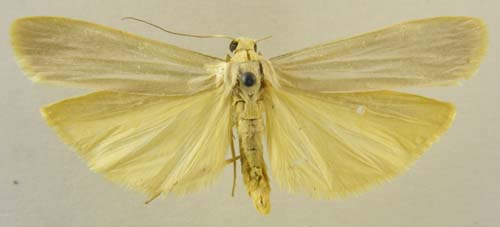 Manulea palliatella sericeoalba, male upperside, color image