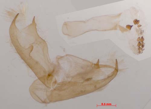 Melanaema venata, male genitalia, image