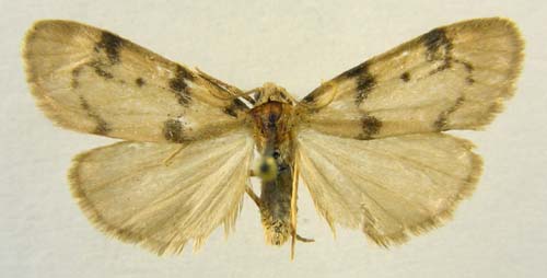 Paidia conjuncta, male upperside, color image