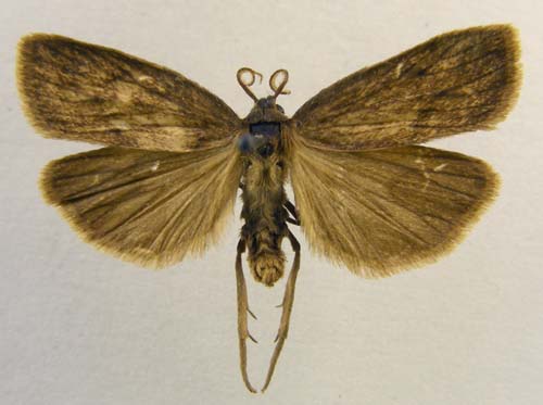 Pelosia noctis, male upperside, color image