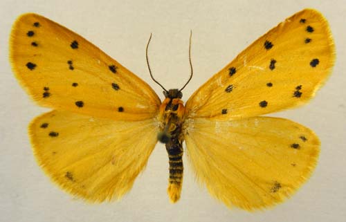 Setina aurata, male upperside, color image