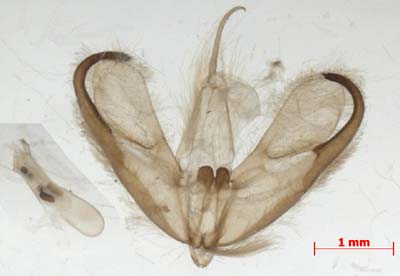 Wittia sororcula, male genitalia, image