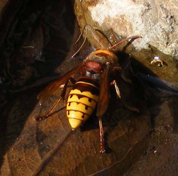 Vespa crabro, photo