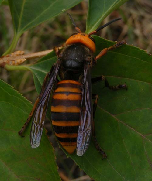 Vespa mandarinia, photo