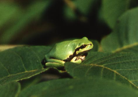 Hyla japonica, ��������������� ������, ������� ����