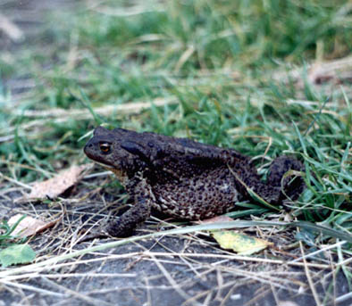 Bufo bufo, ����� ����, ������� ����