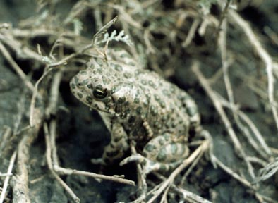 Bufo viridis, цветное фото