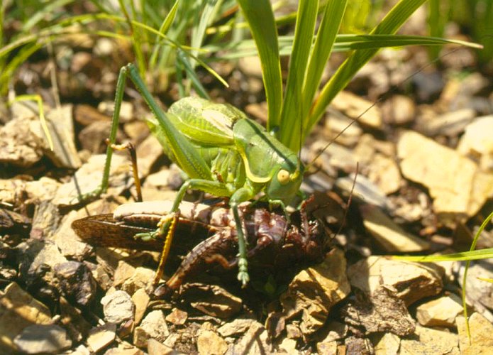 ����� Gampsocleis gratiosa ������ ������� ��������, ������� ����