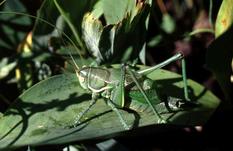 Gampsocleis gratiosa, ������� ����