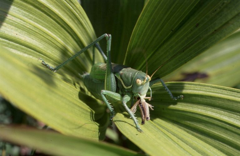 ����� Gampsocleis gratiosa ��� ������ ����������, ������� ����