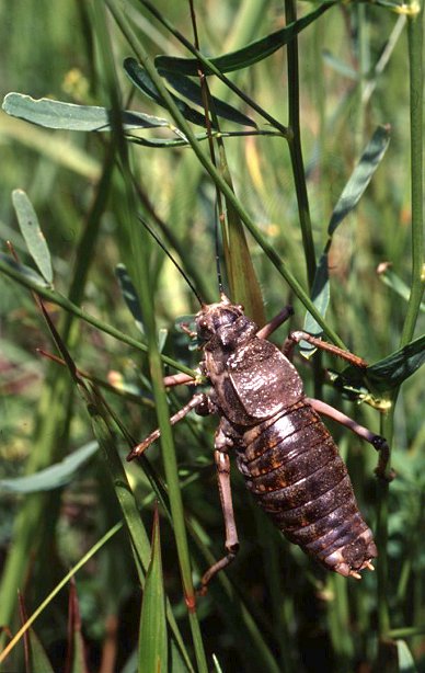 Deracantha onos, ������� ����