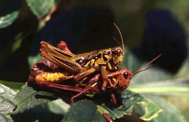Primnoa primnoa, in copula, цветное фото