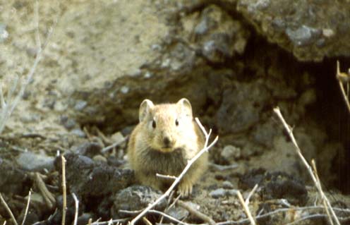 Ochotona rufescens, ������� ����