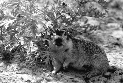 Spermophilus erythrogenys, �����-����� ����