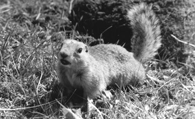 Spermophilus undulatus, �����-����� ����