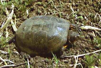 Emys orbicularis, �������� ��������, ������� ����