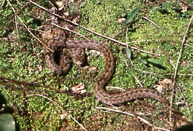 Vipera ursinii, ������� ������, ������� ����