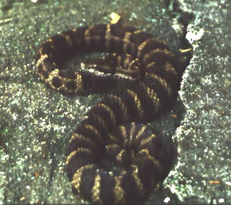 Agkistrodon intermedius, ���������� �����������, ������� ����